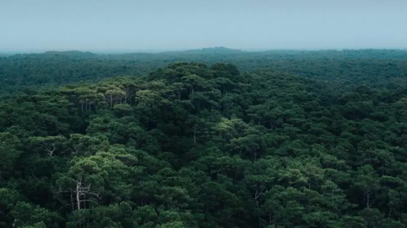 Vista aérea de área florestal contínua