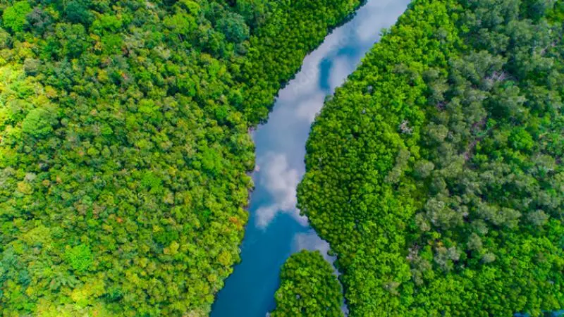 Vista aérea de rio cercado por floresta densa